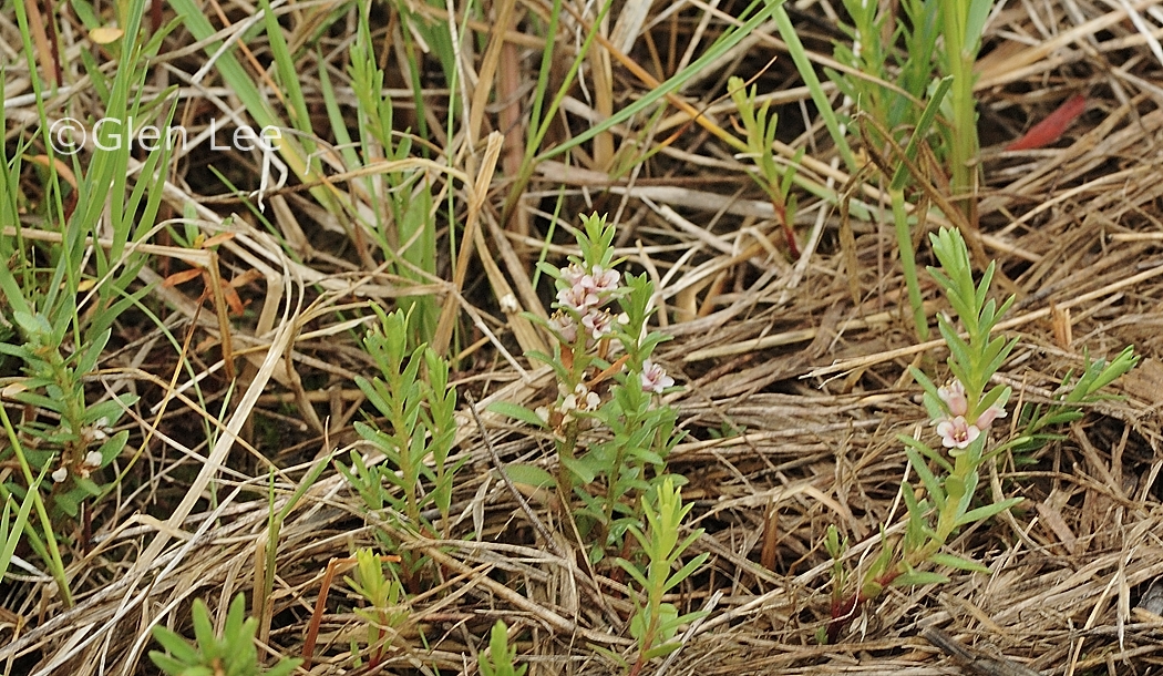 Lysimachia maritima photos Saskatchewan Wildflowers